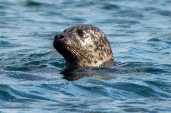 Top activities on the NC500