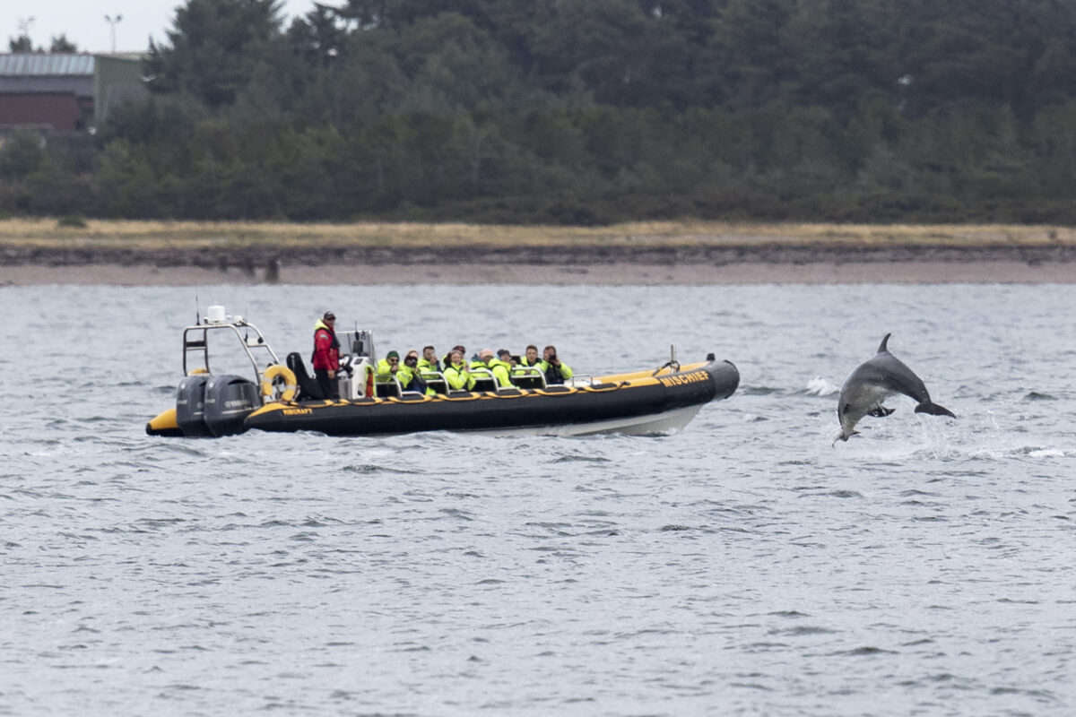 Un dauphin à gros nez bondit hors de l'eau dans le Moray Firth lors d'une excursion en bateau pour observer la faune sauvage.