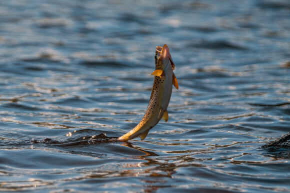 West Coast Fishing