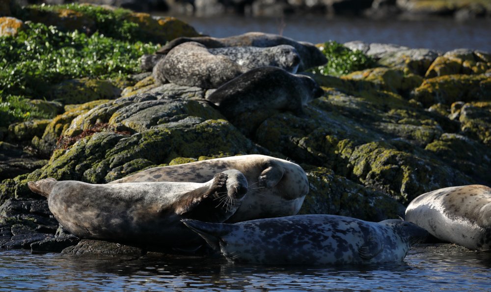 Des phoques ont été aperçus au Loch Roe lors d'une excursion en bateau avec North Coast Sea Tour.